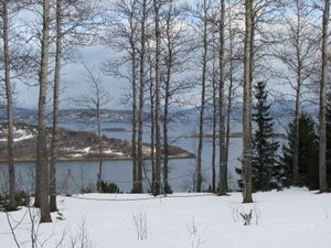 노르웨이 북극권에서 잘 자라는 Populus tremula; 2008년 4월