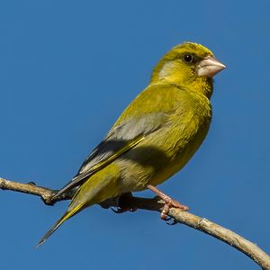 C. c. aurantiiventris