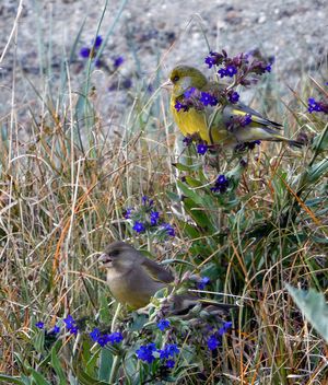 수컷(위)과 암컷(아래) 위스타드에서.