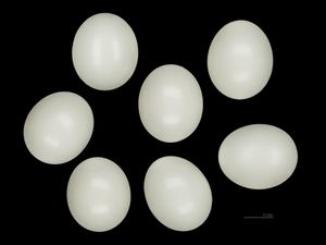 꿀벌잡이새의 알