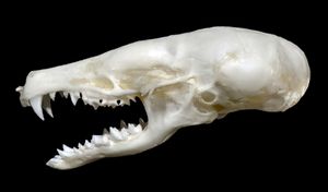 유럽두더지의 두개골