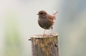 P. m. obscura는 모든 연령대에서 머리가 더 갈색을 띠며, 가장 뚜렷한 아종이다. 여기는 기레순, 터키 북동부