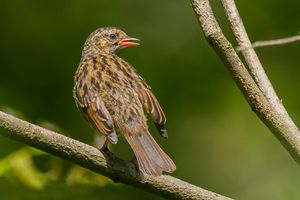 어린 개체, 갈색을 띠고 솜털이 많은 깃털을 보여준다. 영국, 햄프셔.