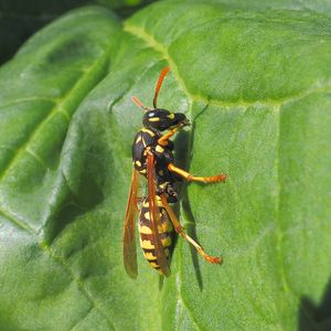 네덜란드에 있는 P. dominula