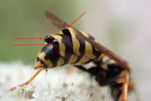 세 마리의 Xenos vesparum 기생충이 P. dominula에 있다