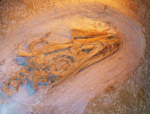 두개골 확대 사진