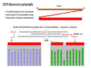 유전자 탐색을 위한 SFP 발견 원리