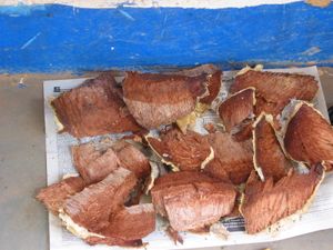 Boswellia dalzielii 수피