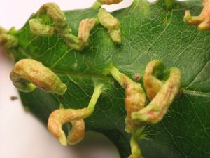 혹진드기 Eriophyes cerasicrumena에 의해 벚나무에 생긴 혹