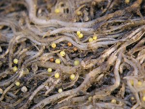 감자 시스트 선충. 작물 수확량을 크게 감소시킬 수 있다.