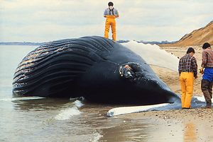 유해 조류 번식으로 고래가 죽을 수 있다