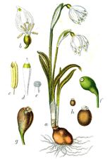 봄은방울수선(Leucojum vernum)