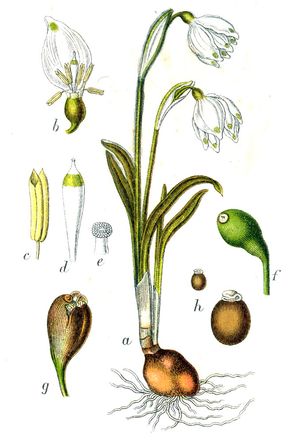 봄은방울수선(Leucojum vernum)