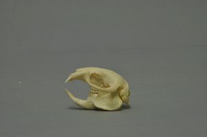 은색두더지쥐의 두개골