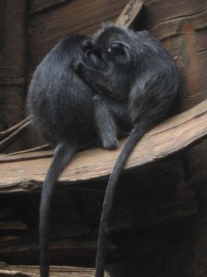 은색루뚱의 그루밍