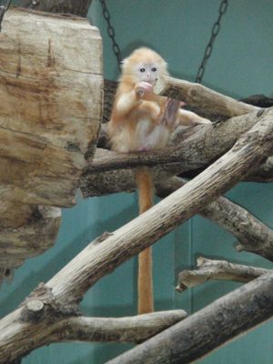 주황색 털과 옅은 피부를 가진 은색루뚱의 새끼