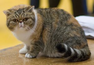 이그조틱 쇼트헤어 고양이