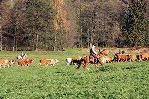 몬태나 주에서 소를 몰고 있는 카우보이