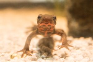 일본붉은배영원의 정면