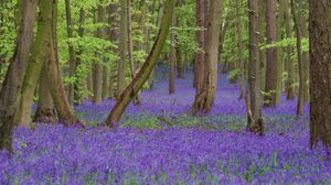 푸른종(Hyacinthoides non-scripta, 프라이어스 우드, 스티브니지)