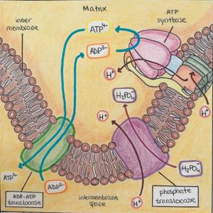 A) ATP-ADP 자리옮김효소: 세포질에서 생성된 ADP에 대한 1:1 교환을 담당하는 단백질. B) 인산염 자리옮김효소: H2PO4-의 수송은 양성자 H2PO4-/H+의 공수송에 의해 생성된다.