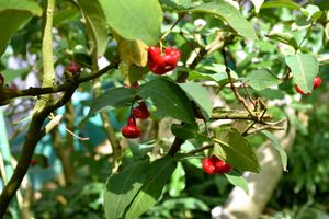 근연종 물점부 (S. aqueum)