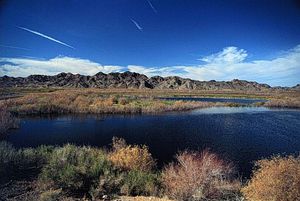 임페리얼 국립 야생동물 보호구역의 메스키트 포인트