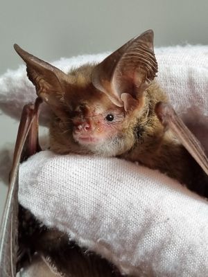 콧구멍 뒤에 Y자형 홈이 뚜렷하게 보이는 작은긴귀박쥐