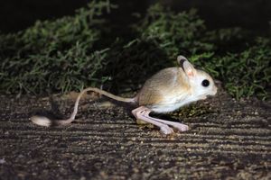 사우디 아라비아 홍해 연안의 작은이집트뛰는쥐