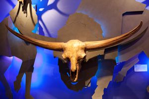 로얄 티렐 박물관(드럼헬러, 앨버타, 캐나다)의 두개골