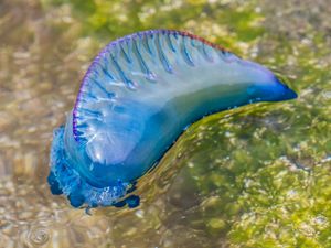 위에서 내려다본 작은부레관해파리, 돛을 보여준다.