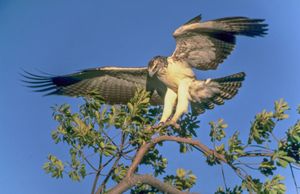 미성숙한 잔점배무늬수리