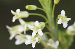 꽃은 크림색 또는 흰색이며, 꽃잎이 4개이다.