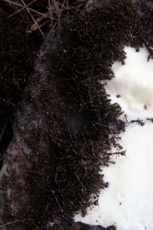 잠비아의 Dorylus sp., 마요네즈를 먹고 있다.