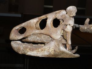 Zalmoxes shqiperorum의 두개골