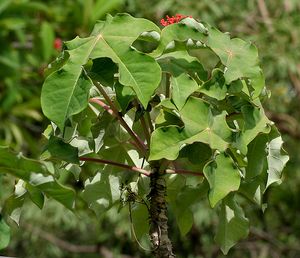 인도 하이데라바드의 Jatropha podagrica.