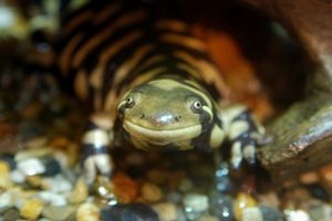 점박이도롱뇽 (Ambystoma tigrinum)