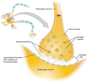적절한 시냅스 연결의 다이어그램