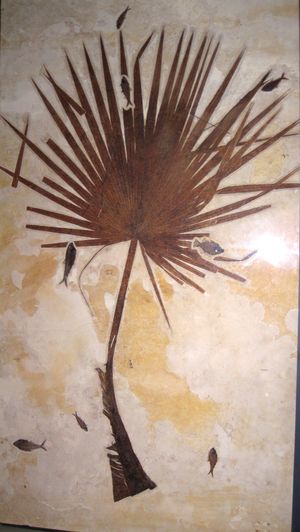 Sabalites는 화석 기록에서 흔히 발견되는 코리포이드 잎 화석이다.