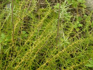 열매가 달린 제비꿀