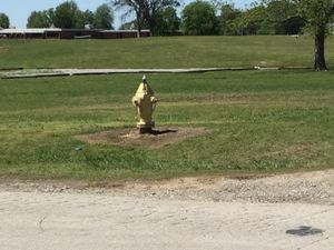 오클라호마의 소방전 위에 앉아있는 제비꼬리타이런트새. 제비꼬리타이런트새는 오클라호마주의 주 조류이며, 오클라호마 기념 쿼터 뒷면에 꼬리 깃털을 펼친 채 비행하는 모습으로 묘사되어 있다.