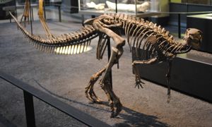 쥐라기 시대 드라이오사우루스과 조각류인 디살로토사우루스의 골격