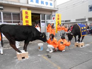 바둑판 위에 올라탄 예시　기후 현립 가모 농림 고등학교에서
