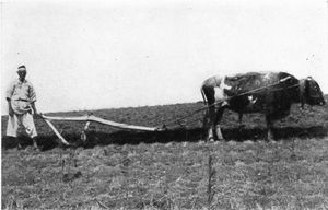 소로 밭을 가는 농부의 모습(1900년경). 벼농사의 진흙은 다른 가축이 감당하기 어려웠다.