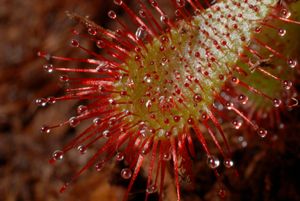 파리와 기타 곤충을 유인하고 잡는 데 사용하는 끈적끈적한 촉수가 있는 좀끈끈이주걱 잎의 상세 모습