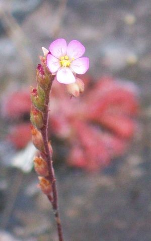 Drosera spatulata의 꽃