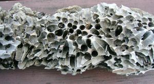 나뭇가지 속의 Teredo navalis의 파괴 모습