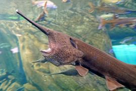 주걱철갑상어류의 머리 부분. 전기 수용 기관인 로렌치니 기관이 보인다.