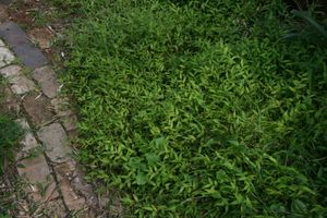 O. hirtellus는 지피 식물로 자란다, 오스트레일리아 시드니