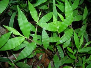 Oplismenus hirtellus